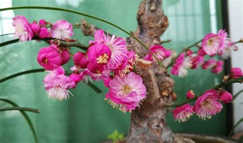 梅花风水|「梅花风水」梅花风水禁忌